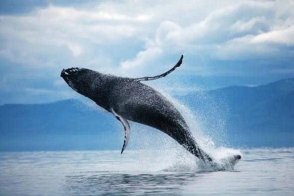 صورة حول : العلماء يوضحون لماذا كبد الحوت هو أول طعام لأهل الجنة ؟ العلماء يوضحون لماذا كبد الحوت هو أول طعام لأهل الجنة ؟