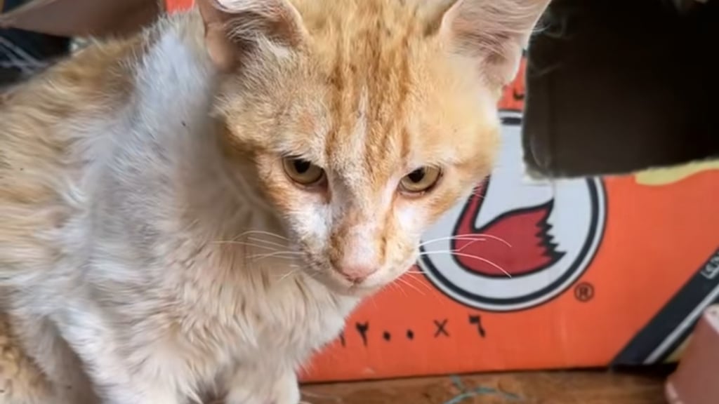 انقذوا طمران وعائلتة "وسم يتصدر السوشل ميديا .. ما القصة ؟