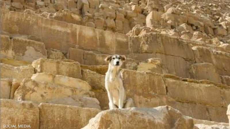صورة حول : رصد كلب فوق الهرم الاكبر في مصر .. (فيديو) رصد كلب فوق الهرم الاكبر في مصر .. (فيديو)