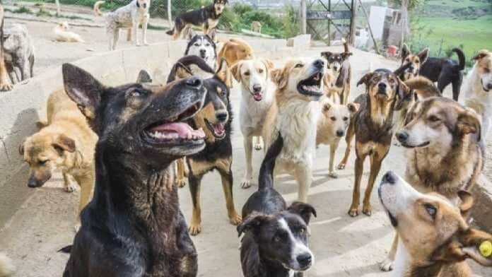 صورة حول : بدء تنفيذ خطة جمع وتطعيم وتوطين الكلاب الضالة بدء تنفيذ خطة جمع وتطعيم وتوطين الكلاب الضالة