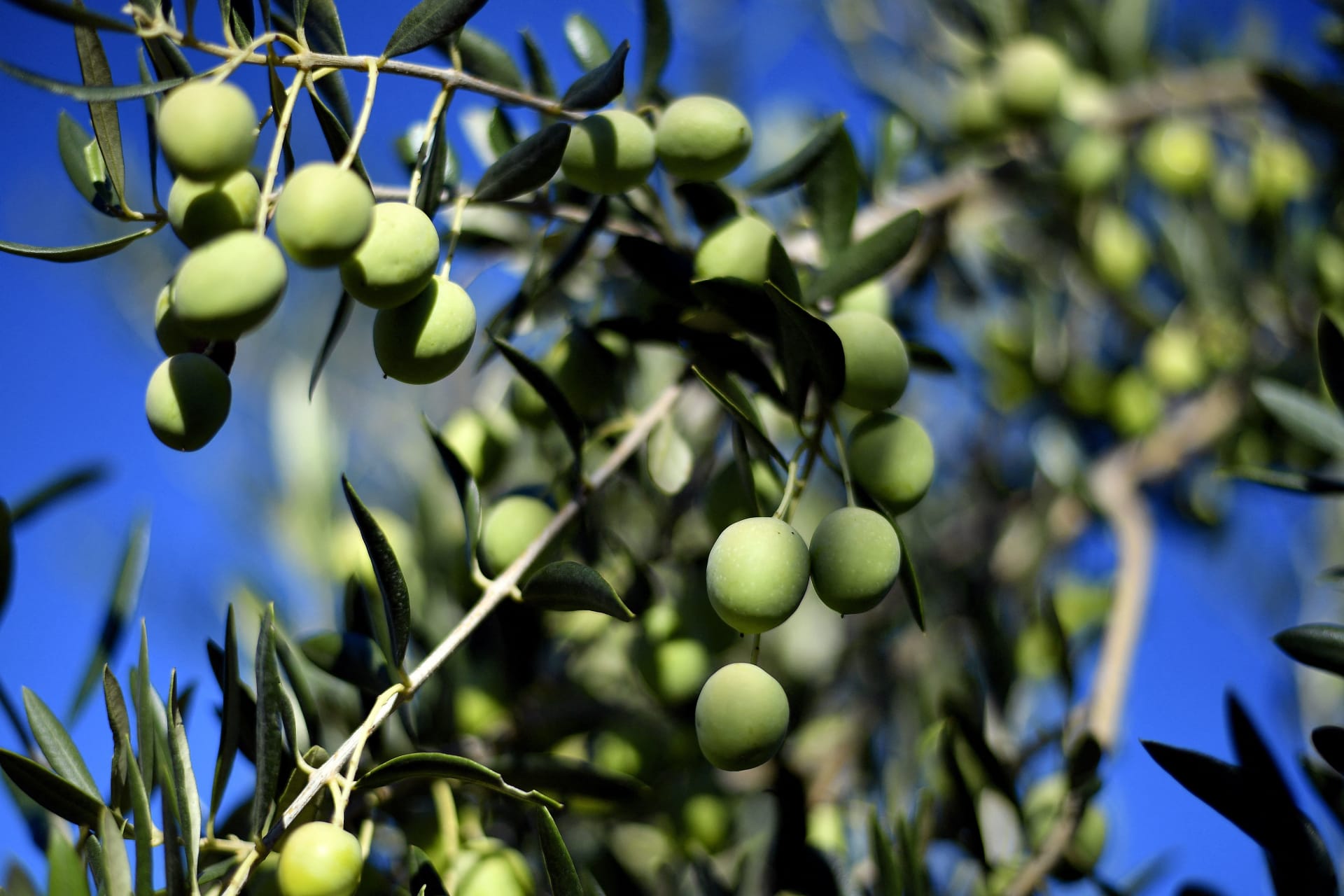 صورة حول : وزارة الزراعة تنفي منح تصريح يسمح بتصدير الزيتون لإسرائيل وزارة الزراعة تنفي منح تصريح يسمح بتصدير الزيتون لإسرائيل