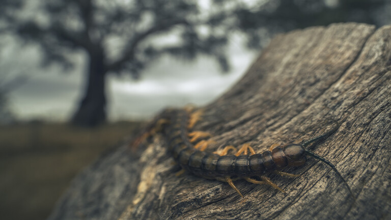 صورة حول : اكتشاف ملامح رأس أكبر حشرة في تاريخ الأرض اكتشاف ملامح رأس أكبر حشرة في تاريخ الأرض