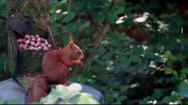 الصين تطور نظاماً ذكياً لرصد آفات النباتات