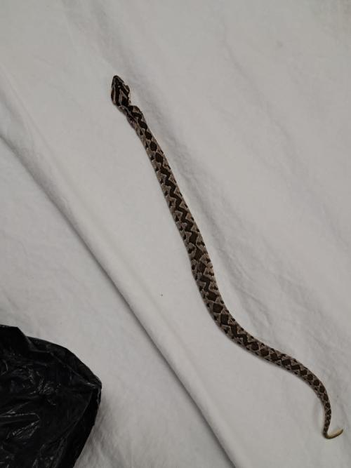 إصابة وافد مصري بلدغة أفعى فلسطين بالأغوار الشمالية