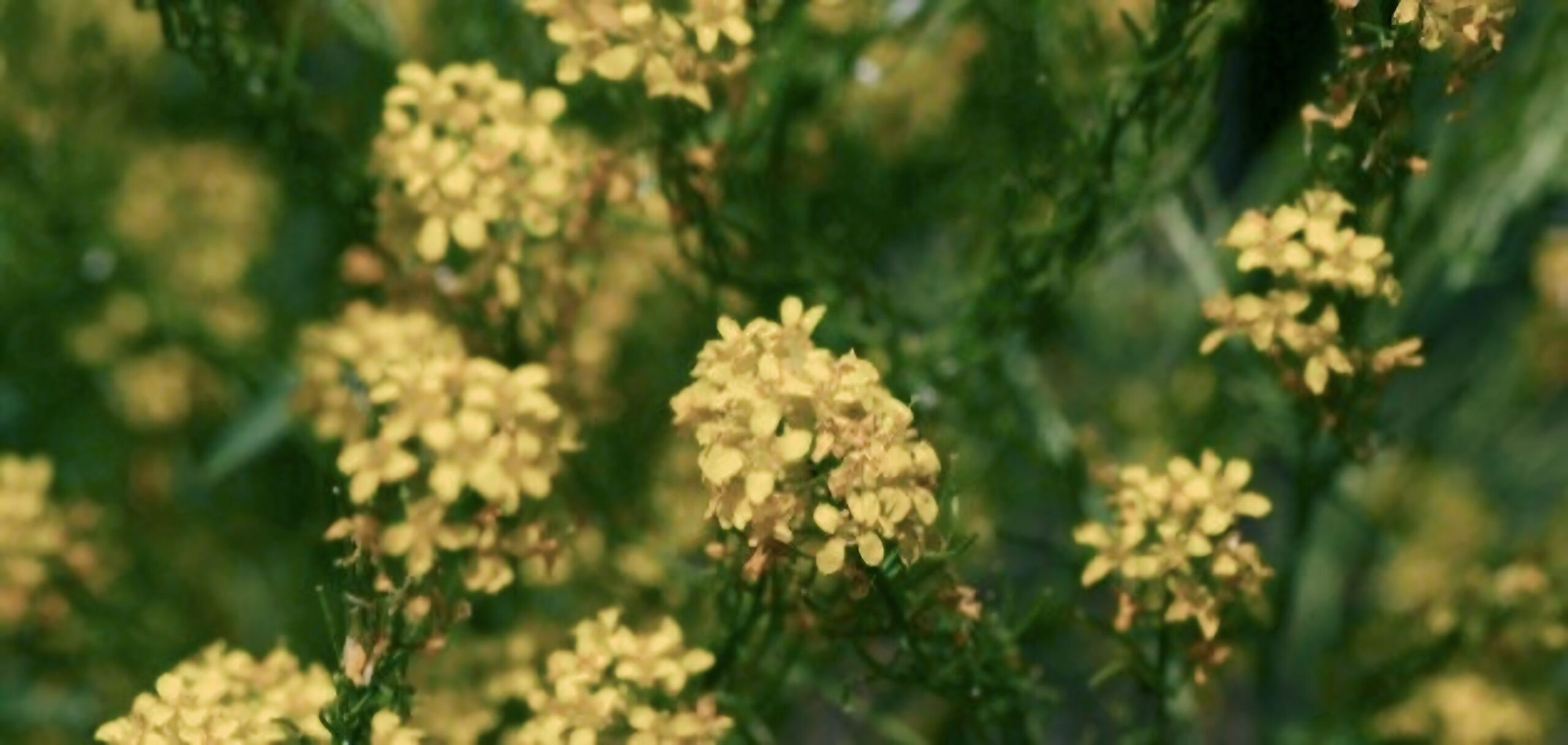 ما هي فوائد الحويرنة واستخداماتها الصحية؟