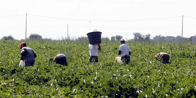 الحصاد المائي في عجلون: فرصة ذهبية لدعم الزراعة وتحقيق الأمن المائي