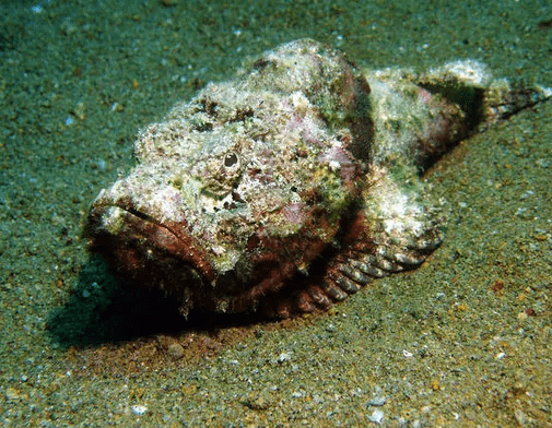 سمكة 'أبو اللبن' القاتلة تهدد شواطئ العقبة..حالات لدغ خطيرة وتحذيرات مشددة