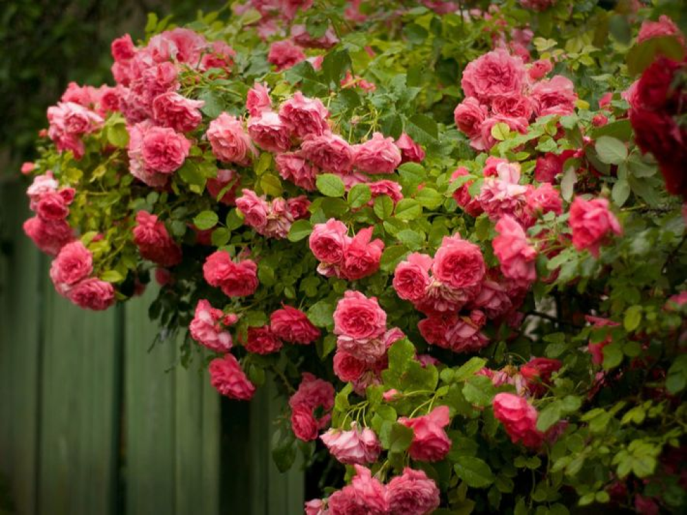 الورد الجوري.. رمز الجمال والعطر الخالد