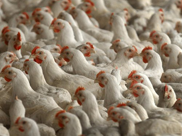 بين تقلبات الأسعار والرقابة الحكومية...سوق الدجاج في الأردن تحت المجهر