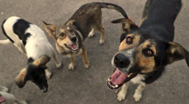 عاجل | كلاب ضالة تنهش 5 طلاب ومعلمة في إربد