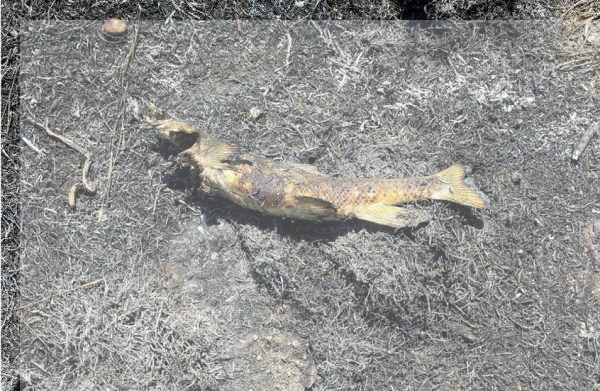 صورة حول : سقوط سمكة من السماء يشعل حريقًا غريبًا في كندا سقوط سمكة من السماء يشعل حريقًا غريبًا في كندا