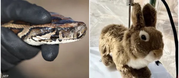 فلوريدا تعتمد أرانب روبوتية لمواجهة الثعابين الغازية المفترسة