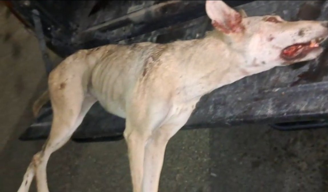 ذئب مسعور يهاجم مواطنين ويفترس عشرات الأغنام في الطفيلة