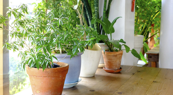 صورة حول : نباتات منزلية تنقّي هواء بيتك بشكل طبيعي نباتات منزلية تنقّي هواء بيتك بشكل طبيعي