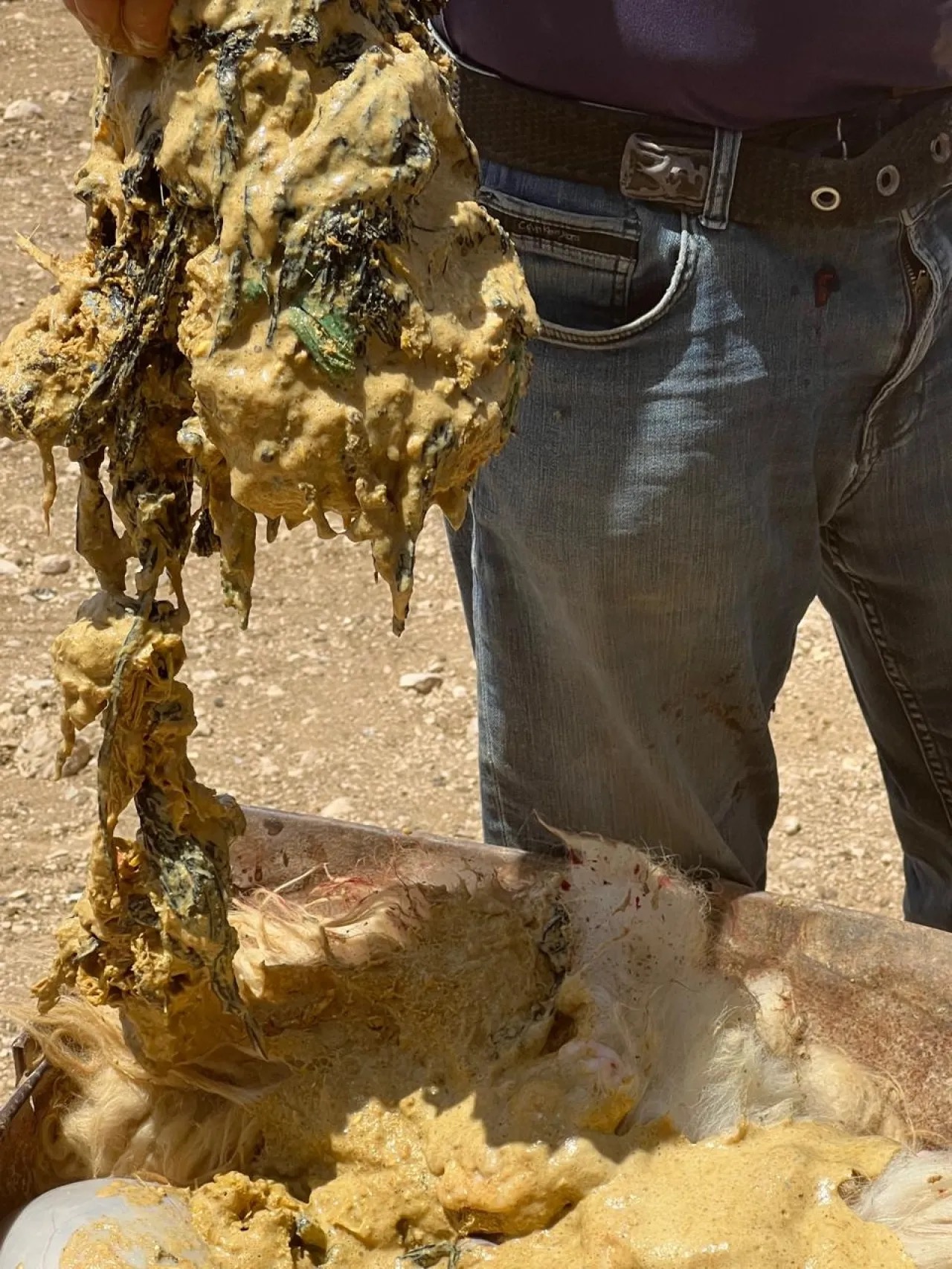 صورة حول : العثور على أكياس بلاستيكية في أحشاء خروف بالكرك العثور على أكياس بلاستيكية في أحشاء خروف بالكرك