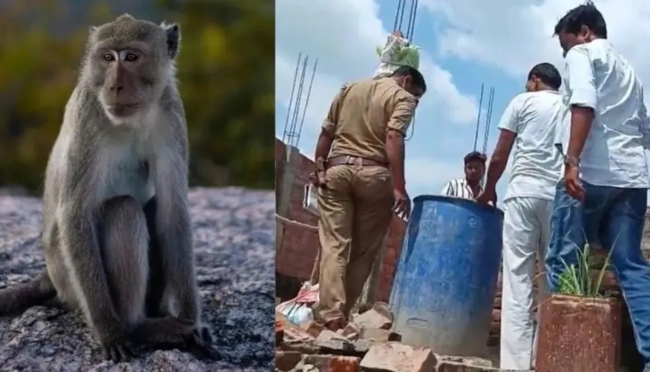 صورة حول : قرود تخطف رضيعًا وتلقيه في برميل مياه .. تفاصيل قرود تخطف رضيعًا وتلقيه في برميل مياه .. تفاصيل