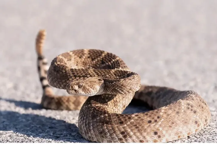 صورة حول : أسرة أسترالية تفاجأ بوجود ثعبان سام داخل صندوق بيتزا أسرة أسترالية تفاجأ بوجود ثعبان سام داخل صندوق بيتزا