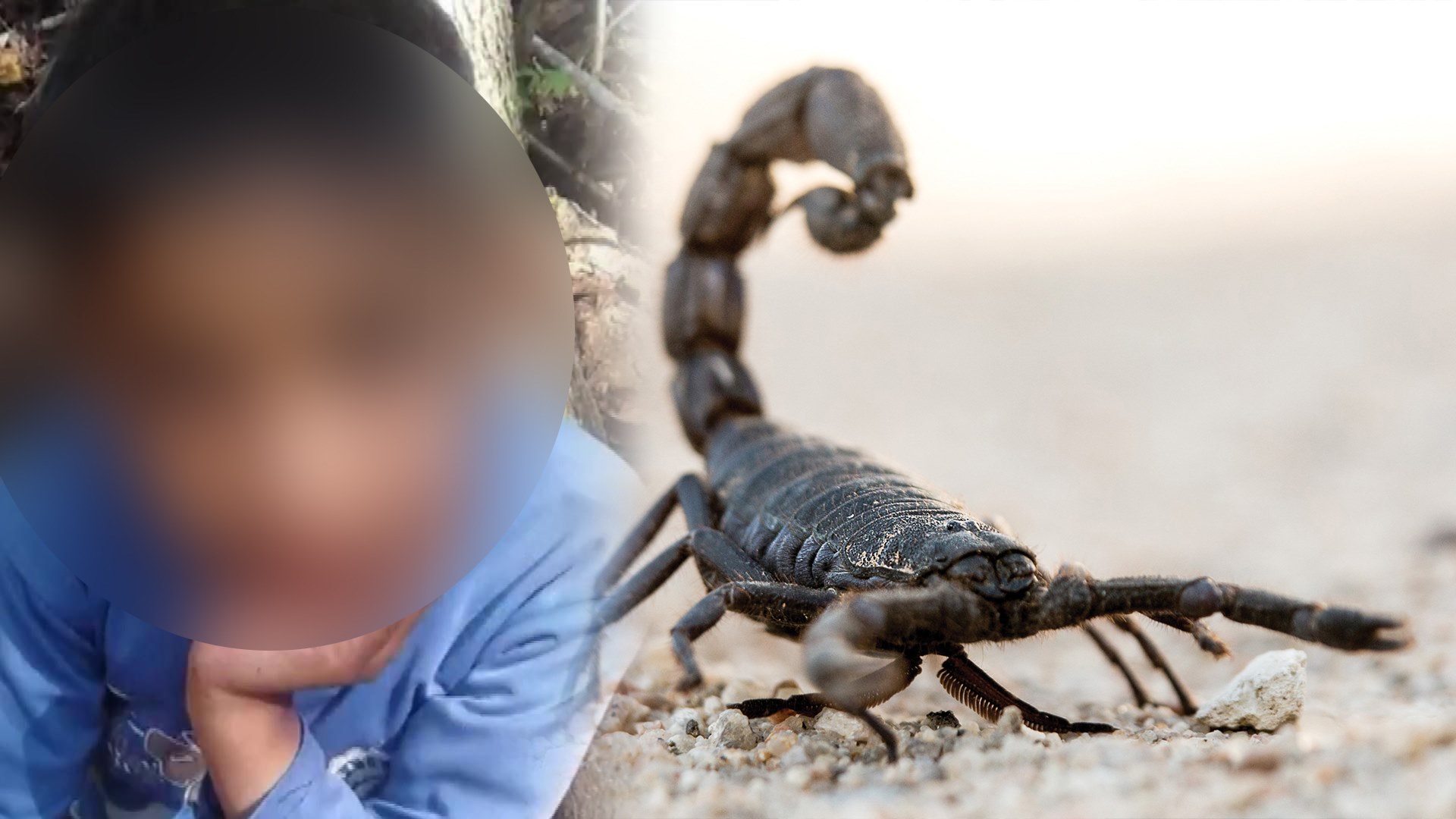 صورة حول : عاجل | وفاة طفلة بلدغة عقرب قاتل في عين الباشا عاجل | وفاة طفلة بلدغة عقرب قاتل في عين الباشا