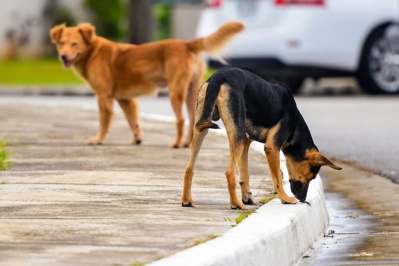 صورة حول : الغزاوي: لا إطلاق نار ولا تسميم.. حلّ الكلاب الضالة محصور بالتطعيم والتعقيم الغزاوي: لا إطلاق نار ولا تسميم.. حلّ الكلاب الضالة محصور بالتطعيم والتعقيم