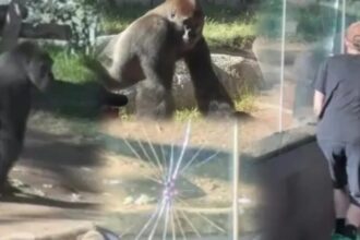 بالفيديو .. اندفاع مفاجئ لغوريلا ضخم يثير الرعب بين زوار بحديقة حيوان