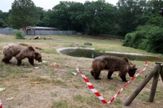 اليابان تستنجد بالجيش لمواجهة موجة هجمات دببة قاتلة