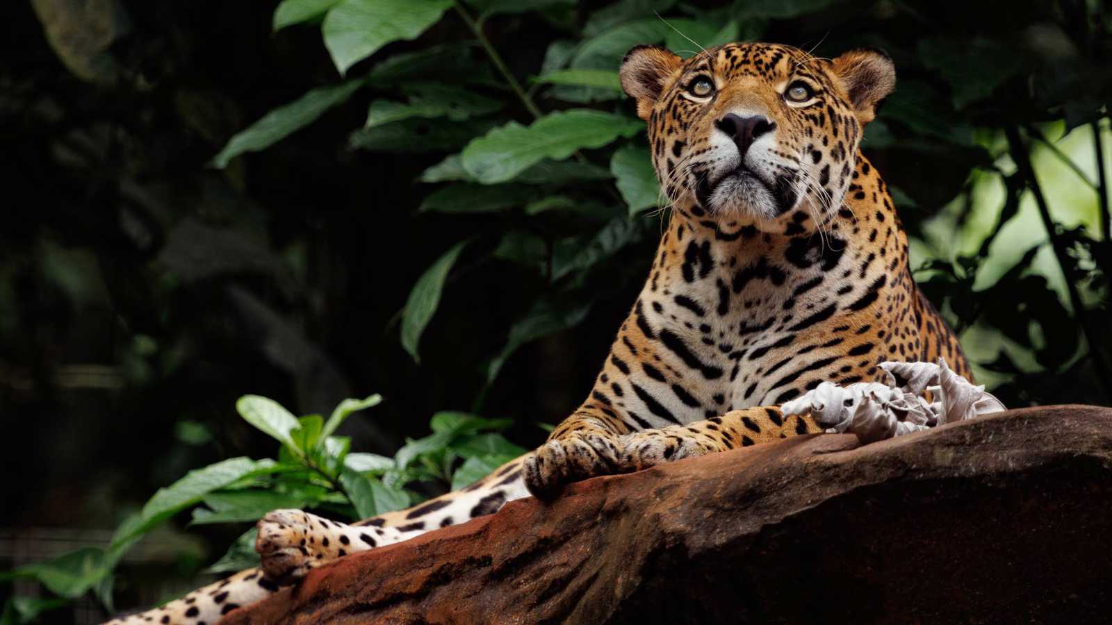 إنقاذ نمر جاكوار مصاب بطلقات نارية في نهر البرازيل