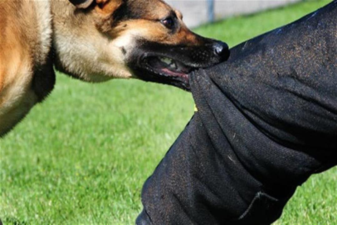 صورة حول : عاجل | وفاة شاب عشريني إثر تعرضه لعضة كلب بالمفرق عاجل | وفاة شاب عشريني إثر تعرضه لعضة كلب بالمفرق