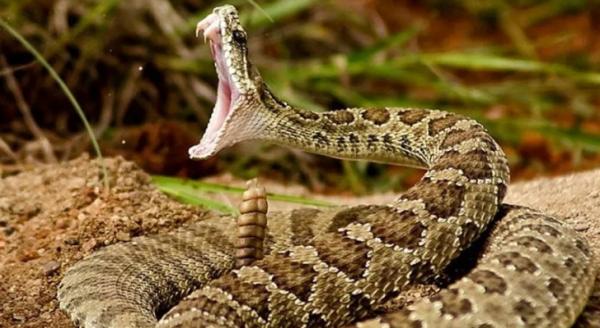 إغماء شخص بعد لدغة أفعى سامة في السلط