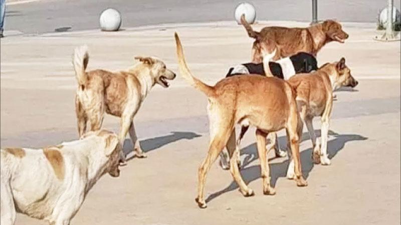 صورة حول : جمعية "عناية" تدعو لوقف قتل الكلاب الضالة وتؤكد فعالية الحلول الإنسانية جمعية "عناية" تدعو لوقف قتل الكلاب الضالة وتؤكد فعالية الحلول الإنسانية