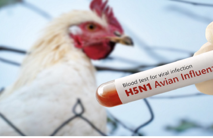 ألمانيا تنفذ إعدام 400 ألف طائر بعد تفشي إنفلونزا الطيور