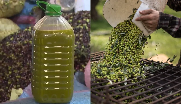 النقابة العامة لأصحاب المعاصر تثبت أسعار زيت الزيتون .. تفاصيل