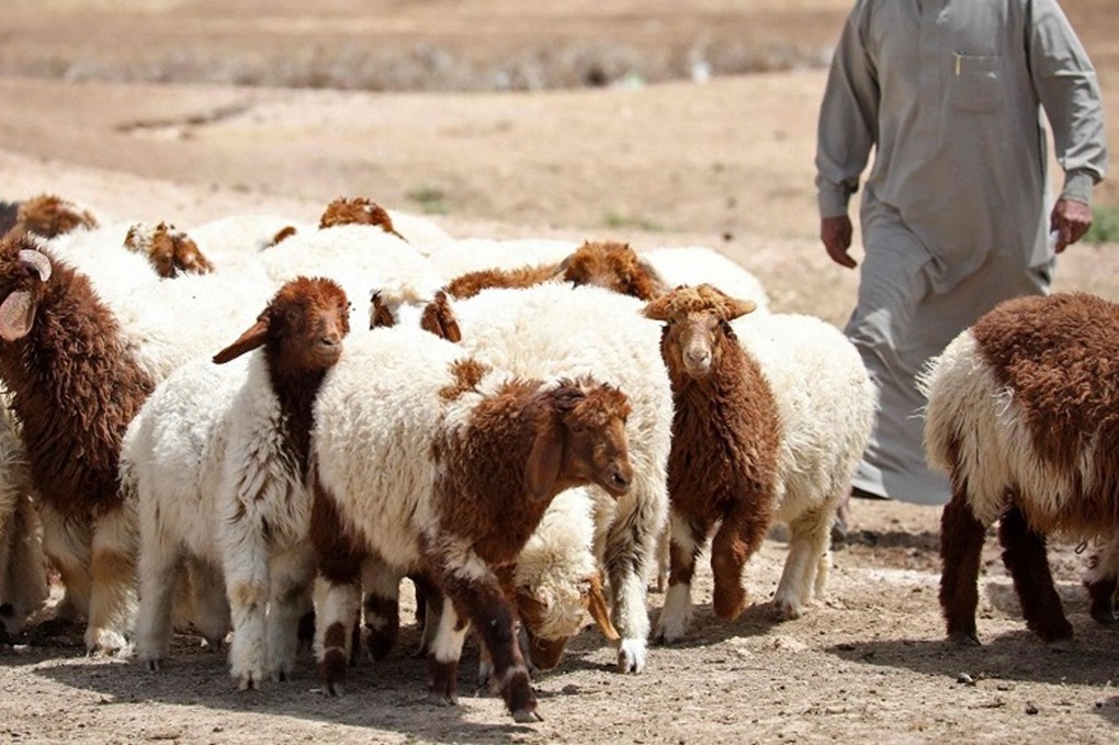 الإقراض الزراعي في البادية الشمالية يسجل قفزة كبيرة خلال 2025