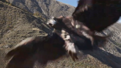 نسر يهاجم طائرة مسيرة خلال تصويرها في جبال داغستان الروسية