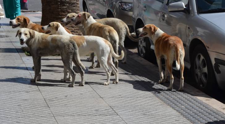 حقوق الإنسان تدعو لمعالجة شاملة لظاهرة الكلاب الضالة