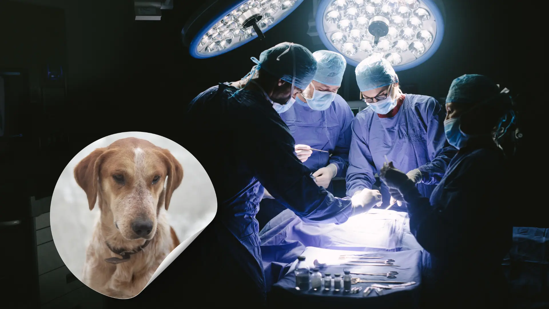 كلب ضال يشوه وجه طفل في إربد