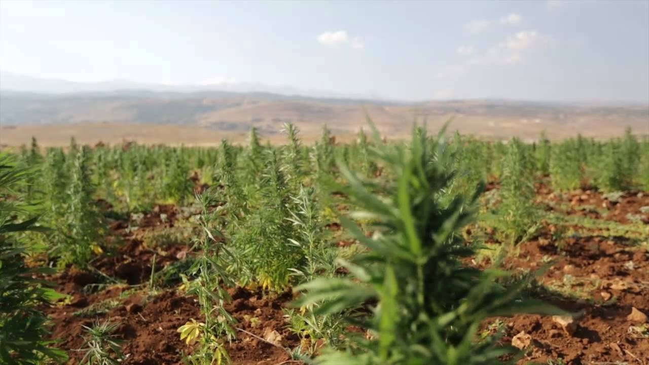 صورة حول : لبنان يقنن زراعة الحشيش ويحوّلها لمصدر دخل رسمي لبنان يقنن زراعة الحشيش ويحوّلها لمصدر دخل رسمي
