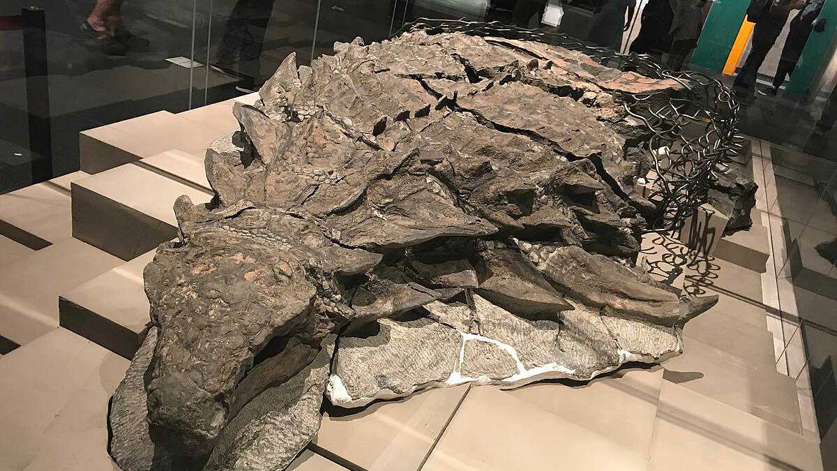 صورة حول : منجم "صنكور ميلينيوم" يخبئ اكتشافات استثنائية للديناصورات المدرعة منجم "صنكور ميلينيوم" يخبئ اكتشافات استثنائية للديناصورات المدرعة