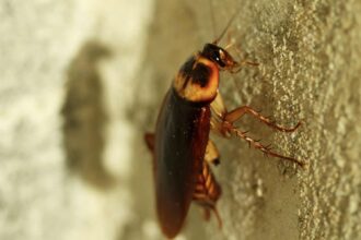 دراسة تكشف عن خطورة الصراصير في المنازل