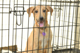 إربد تطلق أول مأوى للكلاب بالتعاون مع جمعية "فكرة"