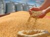 مصر تستهدف شراء 5 ملايين طن قمح محلي