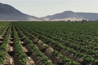 العلاقات المصرية الأردنية نموذج للتكامل الزراعي وتمكين المرأة الريفية