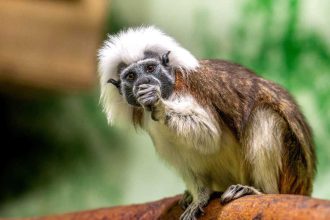 ولادة قرد تامارين قطني نادر بحديقة حيوان أمريكية