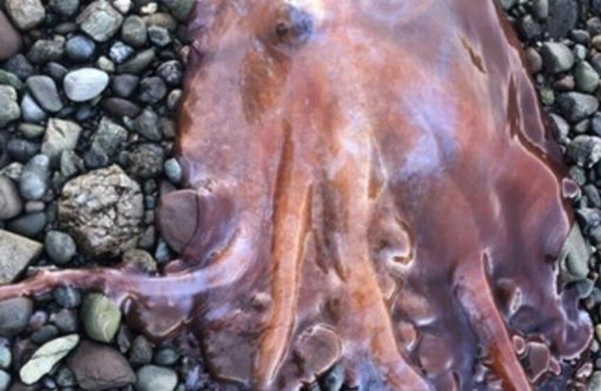 صورة حول : السويد تصطاد أخطبوط نادر بسبعة أذرع السويد تصطاد أخطبوط نادر بسبعة أذرع