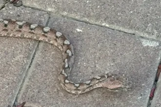 انتشار الثعابين يثير الذعر في مدينة طبريا الإسرائيلية