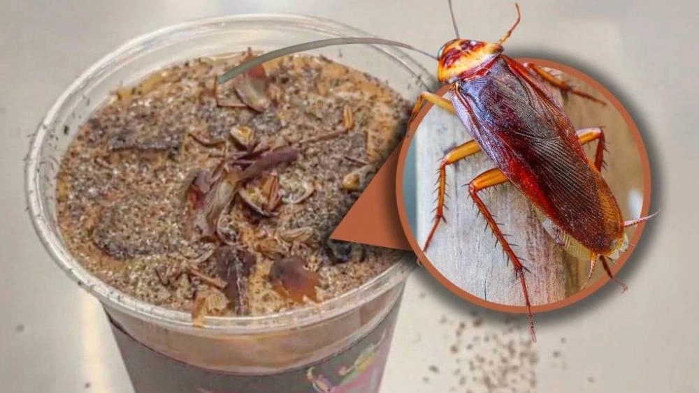 متحف الحشرات في بكين يطرح قهوة بنكهات صراصير وديدان