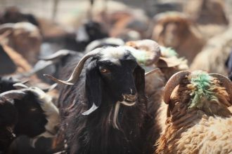 وزارة الزراعة تبدأ الترقيم الإلكتروني للأغنام في جميع المحافظات