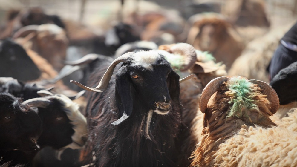 صورة حول : وزارة الزراعة تبدأ الترقيم الإلكتروني للأغنام في جميع المحافظات وزارة الزراعة تبدأ الترقيم الإلكتروني للأغنام في جميع المحافظات