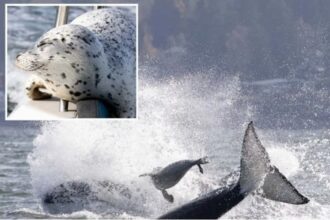 فقمة تهرب بأعجوبة من مطاردة حيتان الأوركا في سياتل