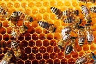 هل يمكن للعسل الأردني تحقيق نقلة اقتصادية رغم التحديات؟