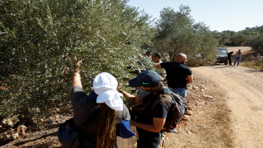 صورة حول : الاحتلال الإسرائيلي يقتلع عشرات أشجار الزيتون في وادي قانا بسلفيت الاحتلال الإسرائيلي يقتلع عشرات أشجار الزيتون في وادي قانا بسلفيت